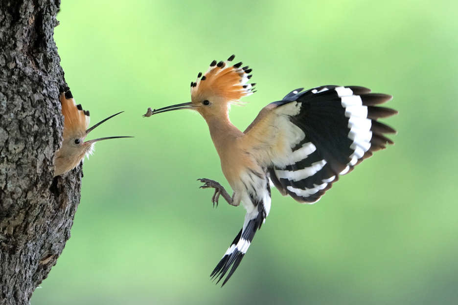 Ein Wiedehopf füttert sein Junges mit einem Wurm.